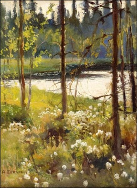 Haikon Metsalampi - view 1