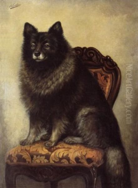 Zittende Keeshond - view 1