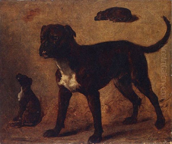 A Boxer - view 1