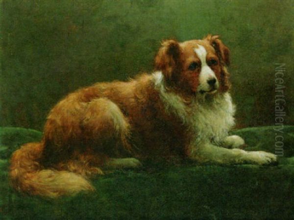A Collie - view 1