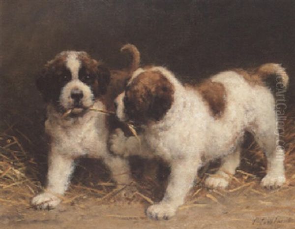 St. Bernard Puppies - view 1