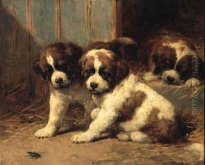 Jonge St. Bernards: A Fascinating Encounter