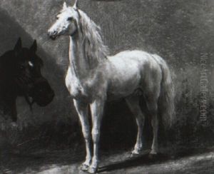 Study Of A Gray And A Bay