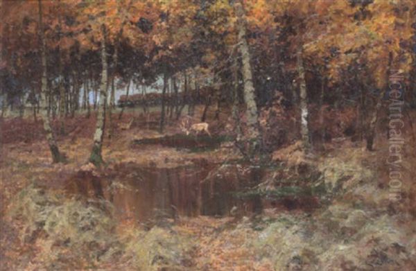 Buchenwald Im Herbst - view 1