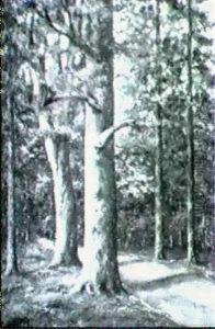 Waldweg Waldweg