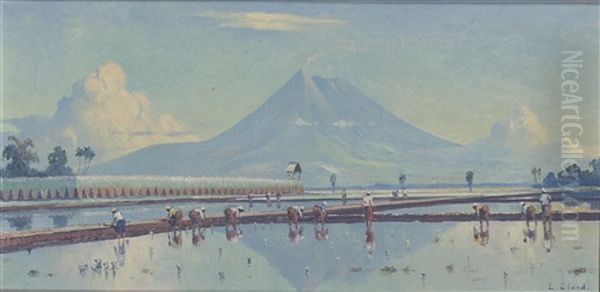 Rice Fields - view 1