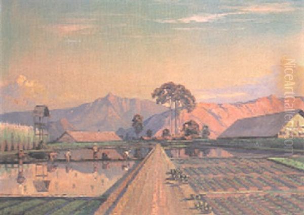 Paddy Fields, Indonesia - view 1