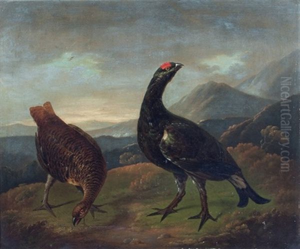 Studies Of Black Grouse, A Pair - view 1