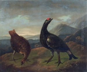 Studies Of Black Grouse, A Pair