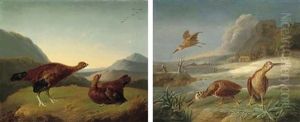 Red Grouse In A Highland Landscape (+ Woodcock In River Landscape; Pair) by Stephen Elmer