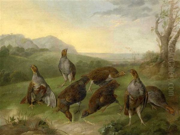 English Partridges In A Moorland Landscape - view 1