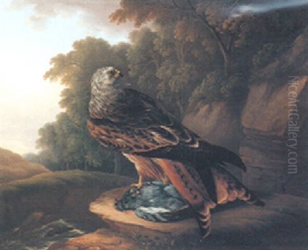 A Red Kite With A Rock Dove In A Woodland Landscape - view 1