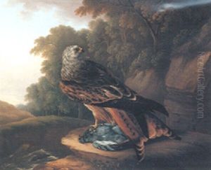 A Red Kite With A Rock Dove In A Woodland Landscape