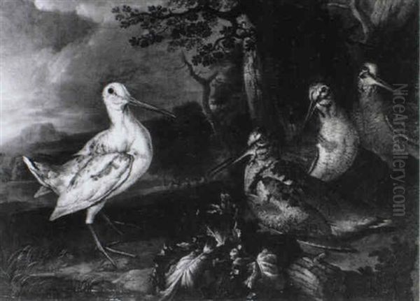 Woodcock In A Wooded Landscape - view 1
