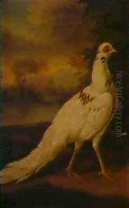 A White Pheasant In A River Landscape A White Pheasant In A River Landscape