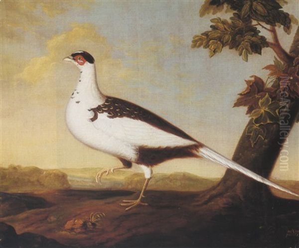 A White Pheasant In A Landscape - view 1