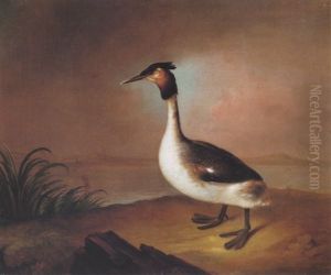 A Great Crested Grebe By A Lake