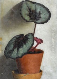 Begonia Masoniana by Hans Emmenegger