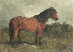 A Shetland Pony