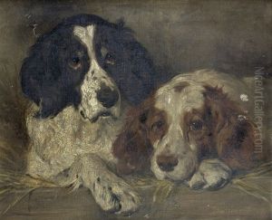 Spaniels Resting
