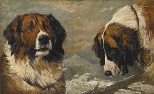 Study Of A St. Bernard Study Of A St. Bernard