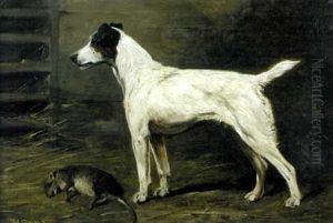 Success - Portrait Of A Jack Russell Terrier