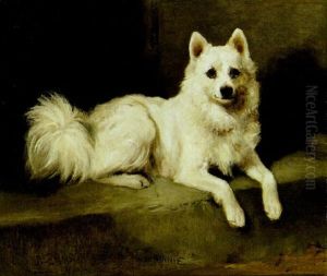 "minnie"- A White Pom