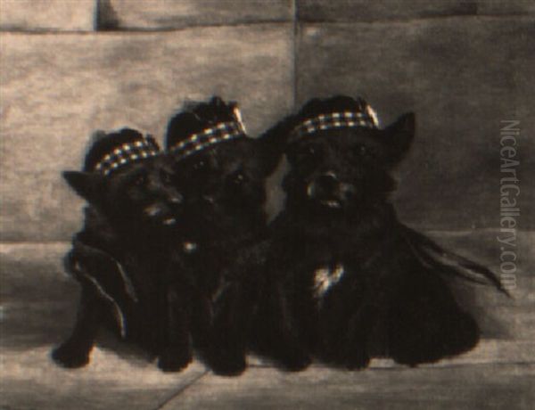 Three Scottish Terriers Wearing Tam O'shanters - view 1
