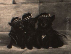 Three Scottish Terriers Wearing Tam O'shanters Three Scottish Terriers Wearing Tam O'shanters