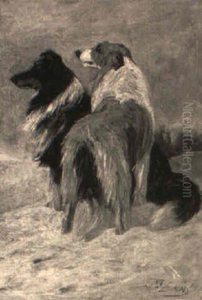 Two Border Collies - view 1
