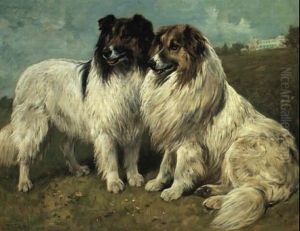 Rough Collies Rough Collies