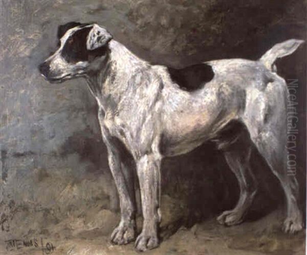 A Jack Russel - view 1
