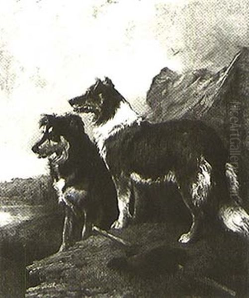 Two Border Collies - view 1