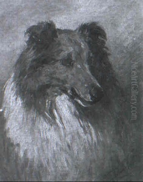 A Border Collie - view 1