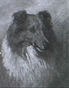 A Border Collie by John Emms