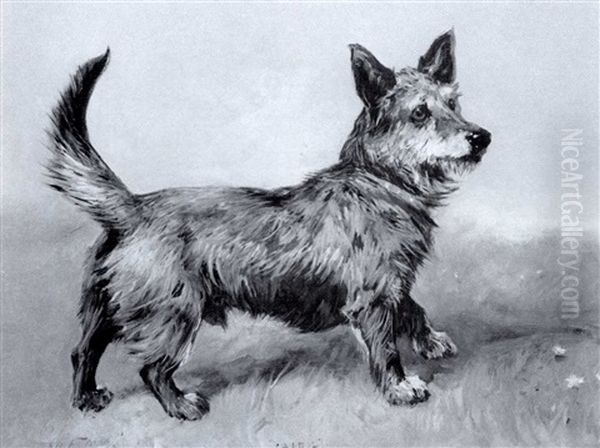 "lairg" A Terrier Of Scottish Ancestry - view 1