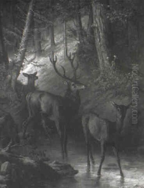 Deer In A Forest Glade At Water's Edge - view 1