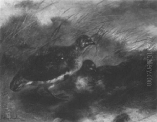 Perdrix - view 1