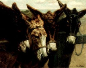 Donkeys Donkeys