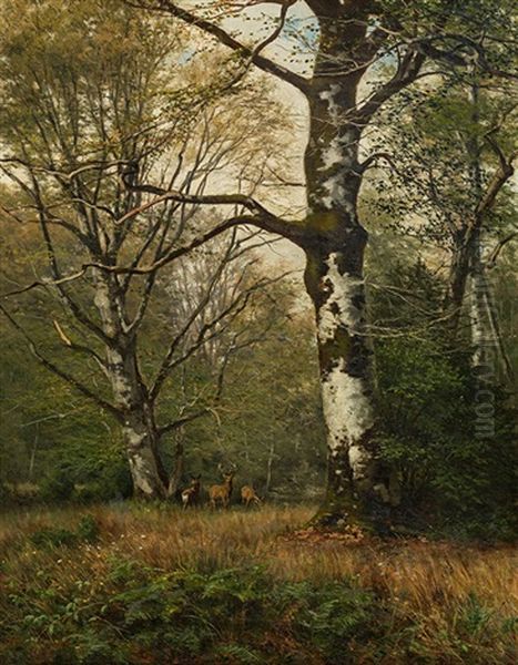 Hirsche Auf Einer Waldlichtung - view 1