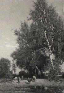 Birkenwald Auf Rugen