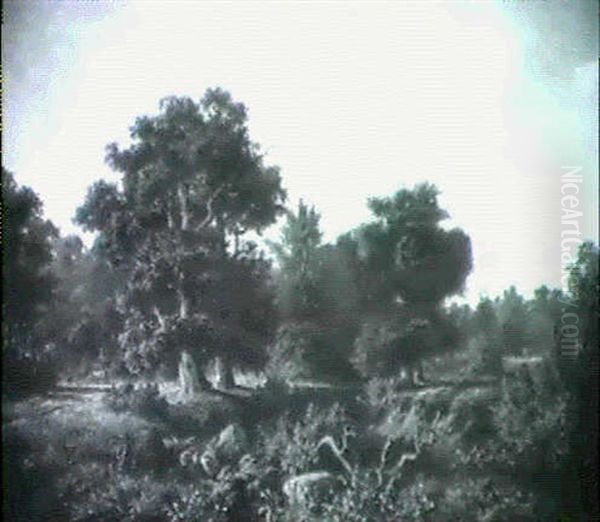 Eichenwald Mit Rotwild - view 1