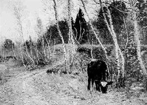 Grazing By Country Road Grazing By Country Road