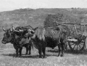 Ox Wagon In A Field Ox Wagon In A Field