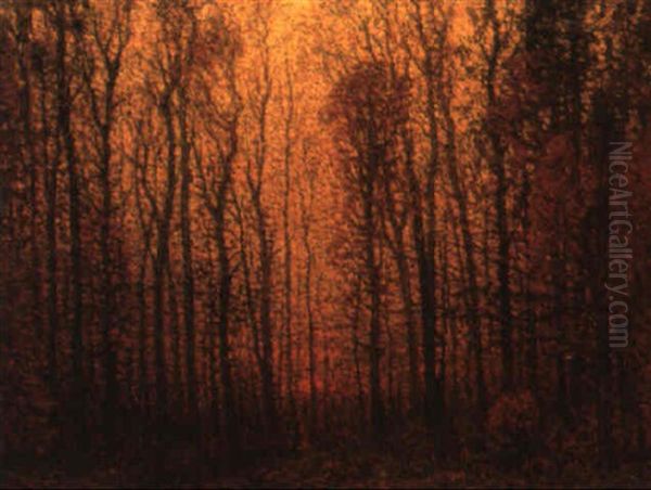 Trees At Sunset - view 1