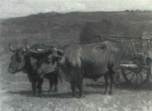 Oxen And Cart In The Field