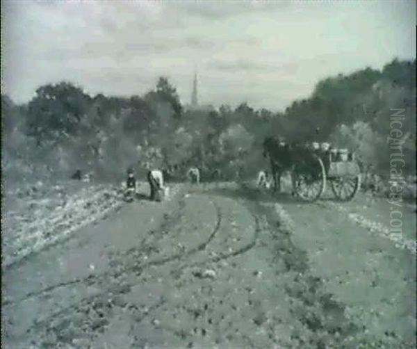 Potato Harvesting - view 1