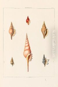 Conchology, Or The Natural History Of Shells: Containing A New Arrangement Of The Genera And Species, Illustrated By Coloured Engravings Executed From The Natural Specimens, And Including The Latest Discoveries by George Percy Ashburnham