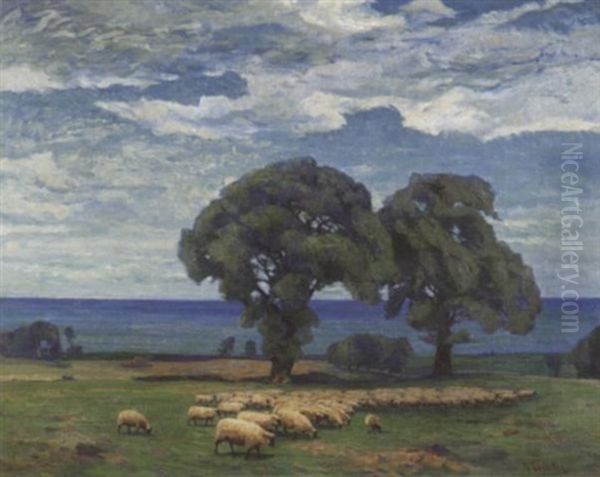 Sommerliche Kustenlandschaft In Mecklenburg. Schafherde Unter Alten Buchen Am Meer - view 1