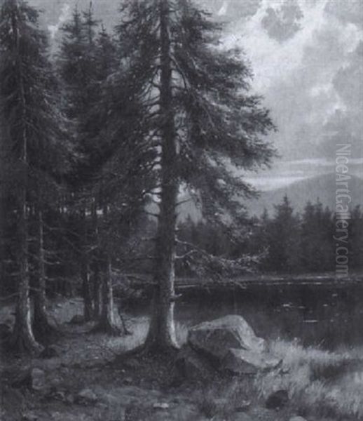 Moorsee Im Wald - view 1